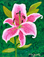 Blooming Lily